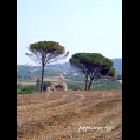 IMMAGINI DI VITO SOLDANO - di Giuseppe Caruso.jpg